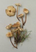 Collybia erythropus 4 Mushroom