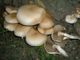 Agrocybe cylindracea2