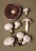 Agaricus campestris6.jpg Mushroom