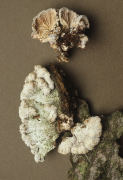 Schizophyllum commune2 Mushroom