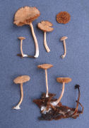 Tubaria furfuracea Mushroom