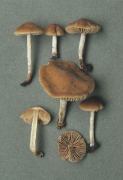 Naucoria bohemica Mushroom