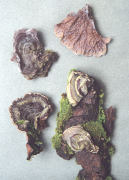 Auricularia mesenterica Mushroom