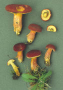 Boletus versicolor3 Mushroom
