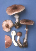 Agaricus subrutilescens Mushroom