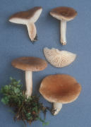 Lactarius caespitosus Mushroom