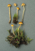 Galerina mycenopsis Mushroom