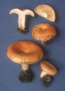 Lactarius croceus Mushroom