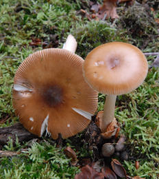 Amanita fulva 8 Mushroom
