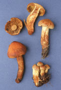 Cortinarius limonius Mushroom