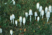 Coprinus comatusF2 Mushroom