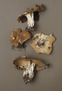 Paxina acetabulum2 Mushroom
