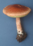 Boletus edulis var aurantio ruber3 Mushroom