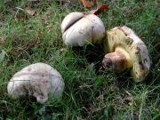 Boletus radicans Mushroom
