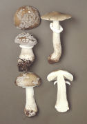 Amanita spissa Mushroom