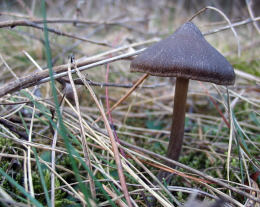 Entoloma Vernum 2 Mushroom