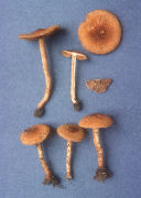 Inocybe caesariata Mushroom