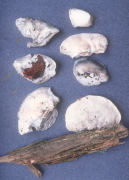 Oligoporus caesius Mushroom