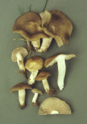 Entoloma saundersii2 Mushroom