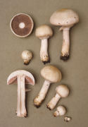 Agaricus campestris7.jpg Mushroom