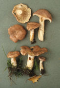 Lactarius glyciosmus Mushroom