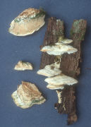 Oxyporus populinus3 Mushroom