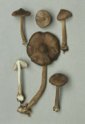Inocybe napipes2 Mushroom