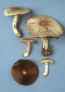 Agaricus sylvaticus2 Mushroom