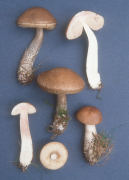 Leccinum scabrum Mushroom