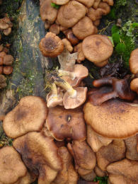 Armillaria mellea 13 Mushroom