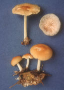 Marasmius strictipes Mushroom