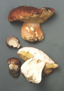 Boletus pinicola2 Mushroom