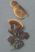 Gloeophyllum sepiarium2 Mushroom