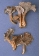 Cantharellus tubaeformis Mushroom