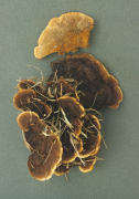 Gloeophyllum sepiarium3 Mushroom