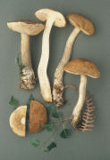 Leccinum scabrum3 Mushroom
