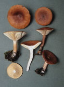 Lactarius rufus 3 Mushroom