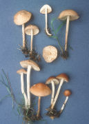 Marasmius oreades3 Mushroom