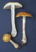 Amanita frostiana2 Mushroom