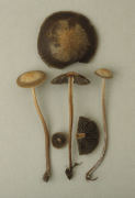 Panaeolus subbalteatus Mushroom