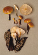 Flammulina velutipes2 Mushroom