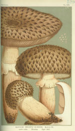 Agaricus bohusii 6 Mushroom