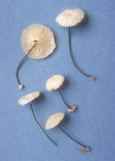 Marasmius delectans Mushroom