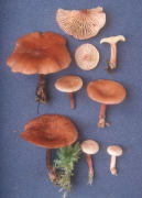 Lactarius colorascens Mushroom