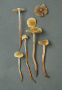 Hypholoma elongatum Mushroom