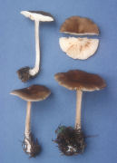 Melanoleuca melaleuca Mushroom