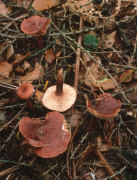 Lactarius rufus F Mushroom
