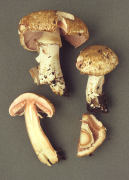 Agaricus langei3 Mushroom