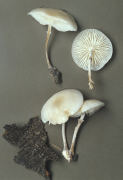 Oudemansiella mucida3 Mushroom