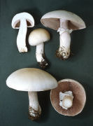 Agaricus excellens Mushroom